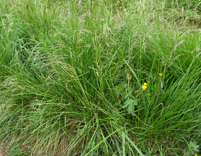 Image of Deschampsia cespitosa specimen.