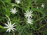 Stellaria palustris. Верхушка цветущего растения. Коми, окр. г. Сыктывкар, долина р.Сысола, луг. 11.06.2012.