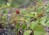 Rubus arcticus. Плодоносящее растение. Забайкалье, верховье реки Читинка, Мухор.