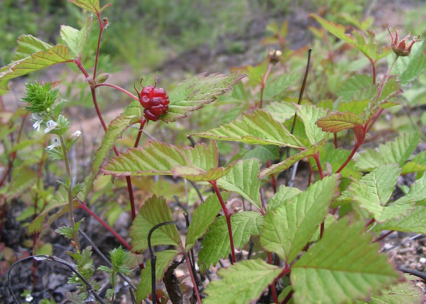 Image of Rubus arcticus specimen.