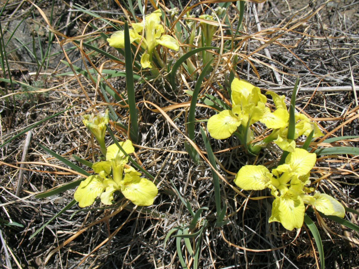 Изображение особи Iris potaninii.