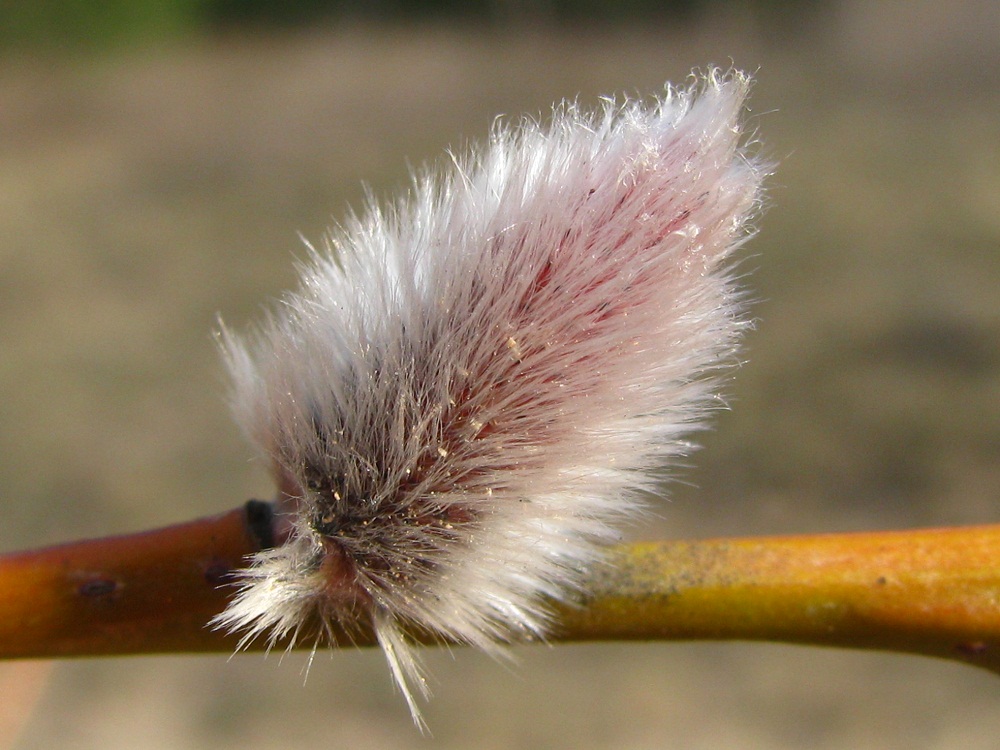 Image of Salix vinogradovii specimen.