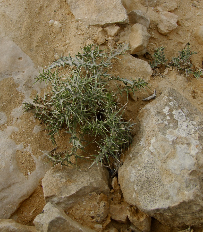 Image of Echinops polyceras specimen.