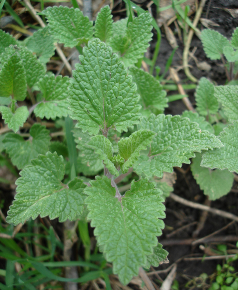 Изображение особи Nepeta cataria.