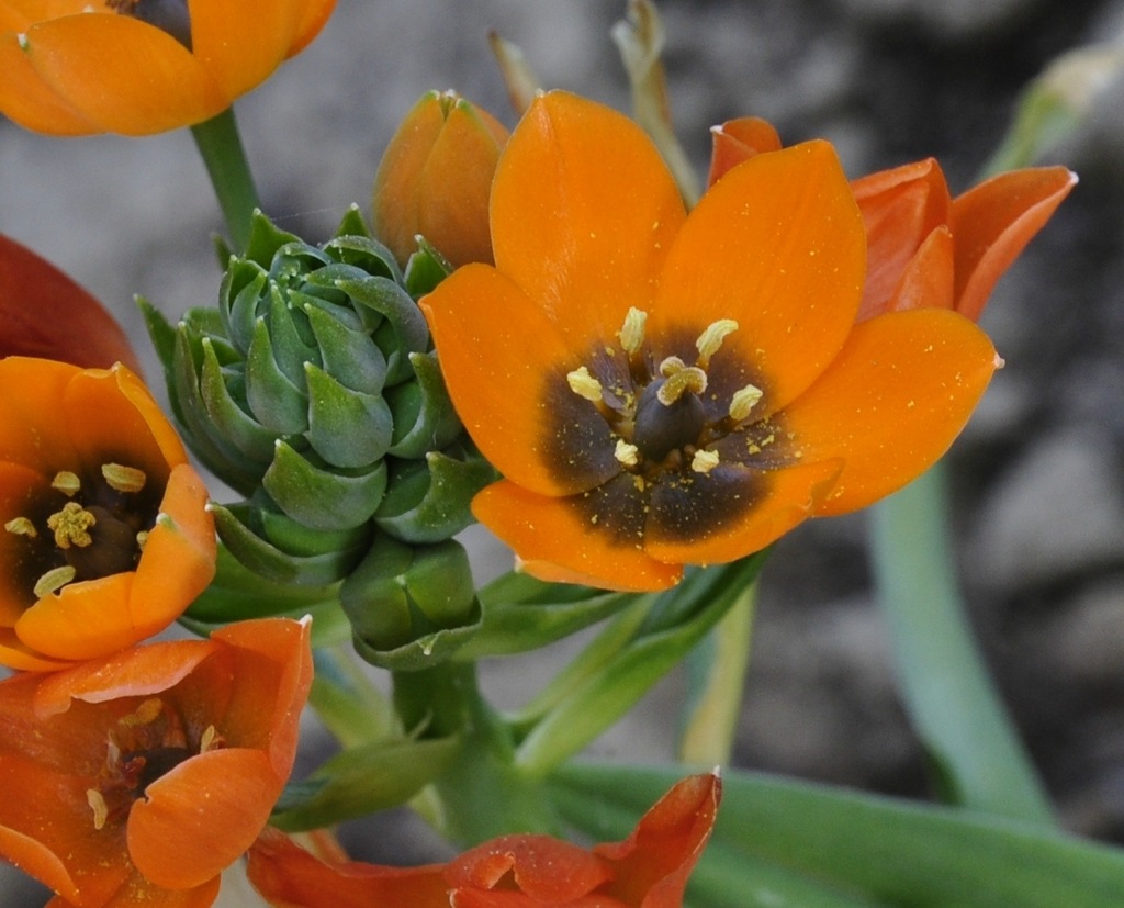 Изображение особи Ornithogalum dubium.