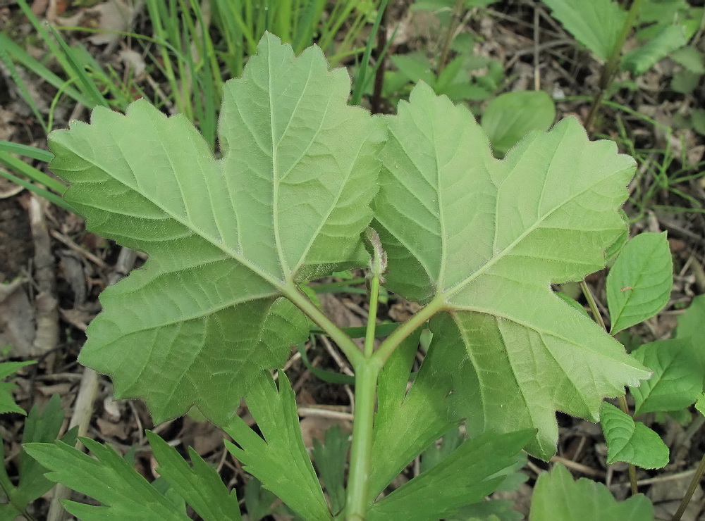 Изображение особи Viburnum sargentii.