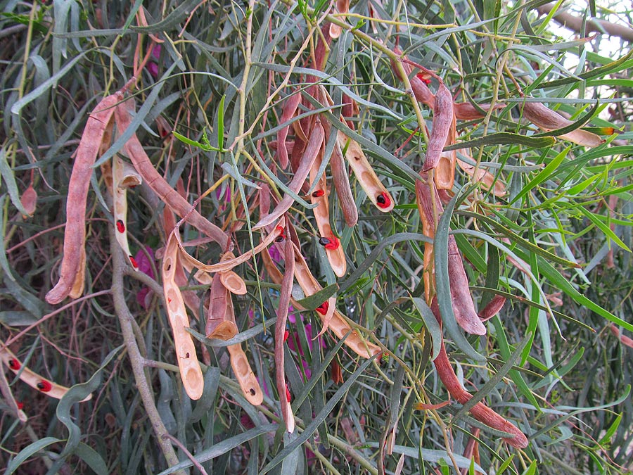 Image of Acacia salicina specimen.