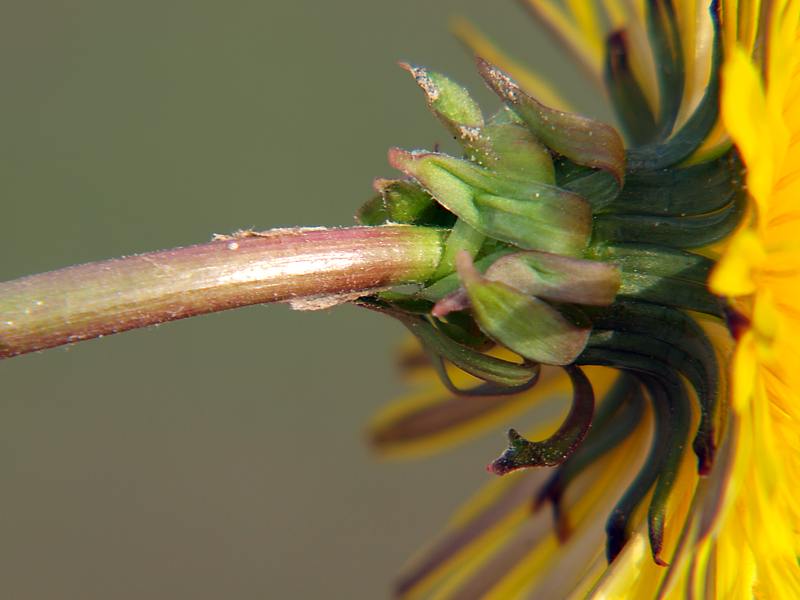 Изображение особи Taraxacum officinale.