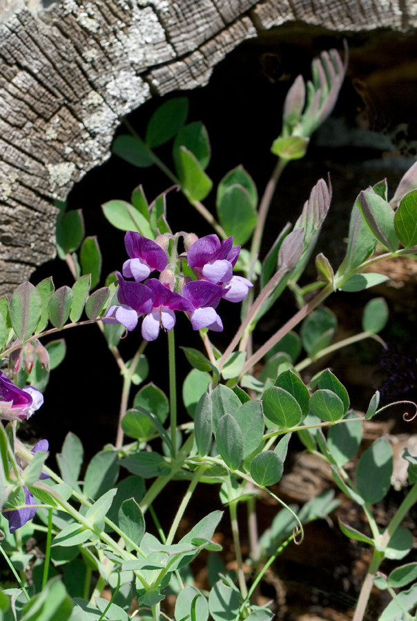 Изображение особи Lathyrus japonicus ssp. pubescens.