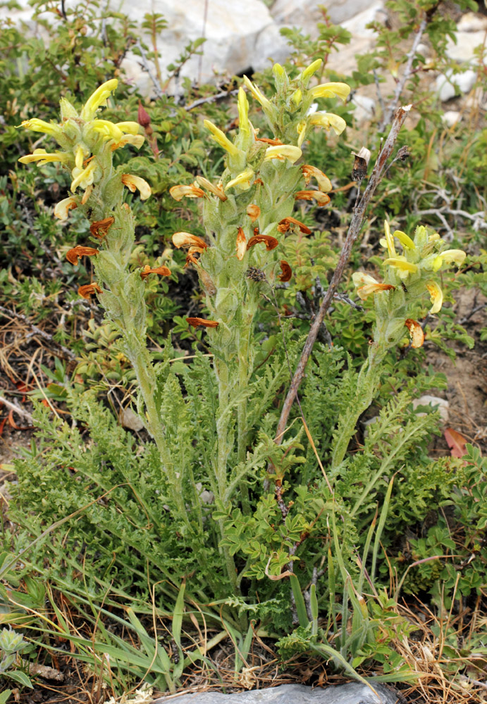 Изображение особи Pedicularis talassica.