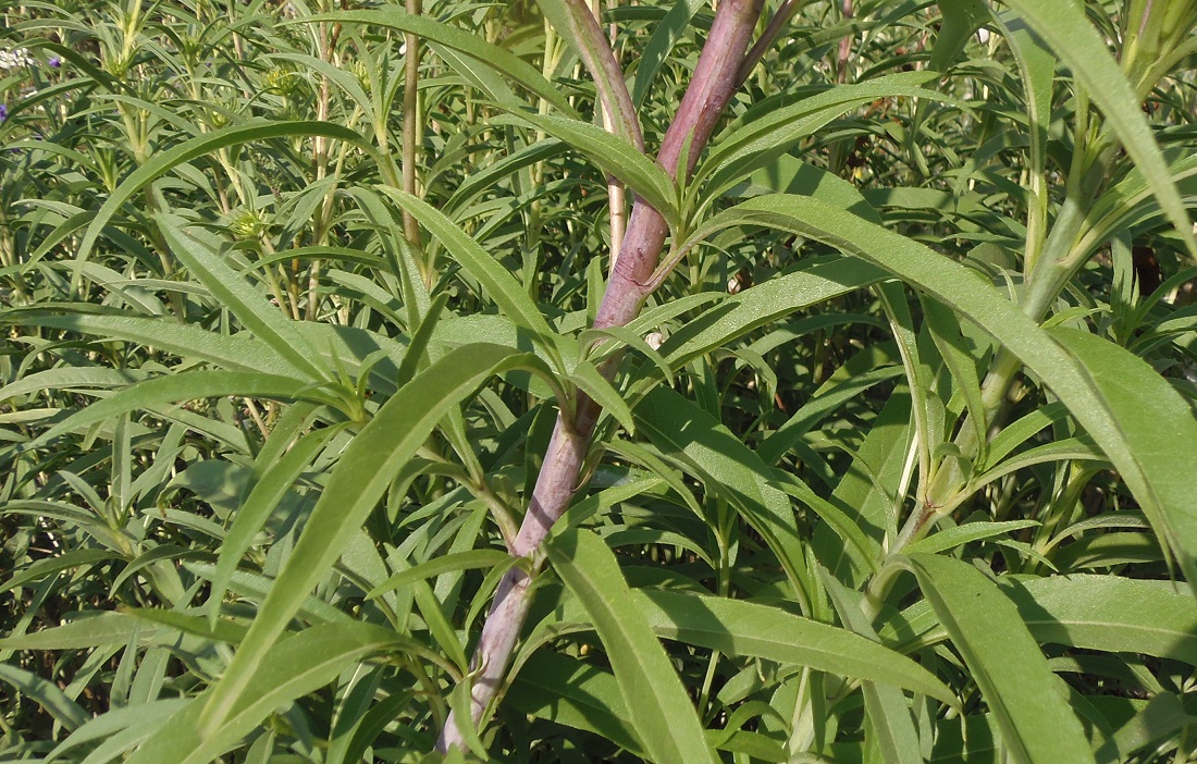 Image of Helianthus nuttallii specimen.