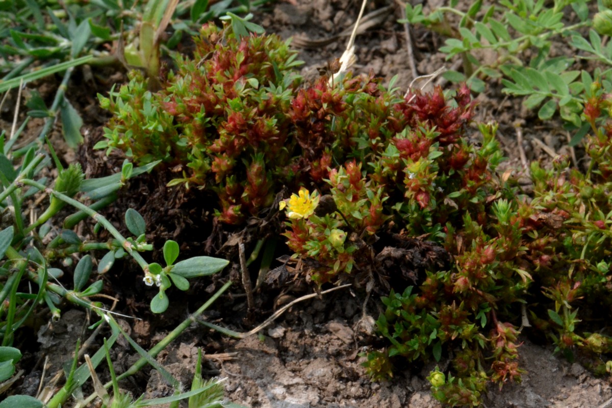 Image of Potentilla bifurca specimen.