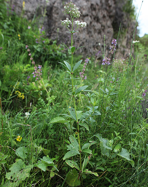 Изображение особи Galium rubioides.