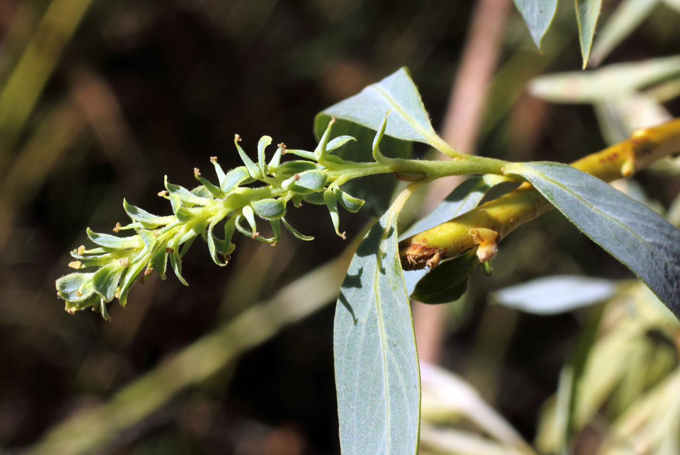 Image of Salix niedzwieckii specimen.