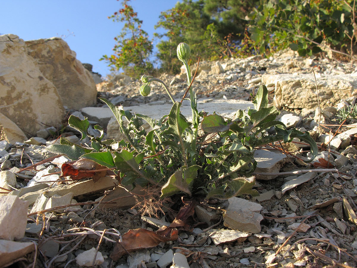 Image of Crepis rhoeadifolia specimen.