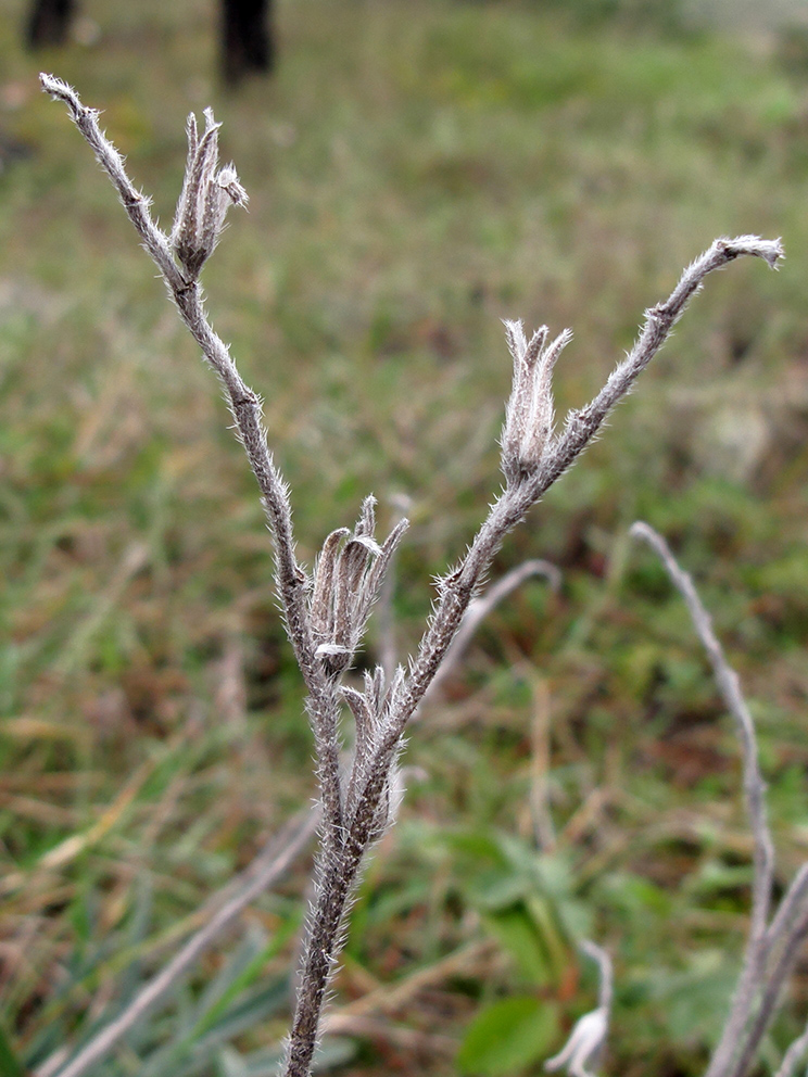 Image of Onosma taurica specimen.