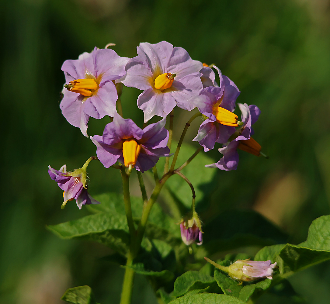 Изображение особи Solanum tuberosum.