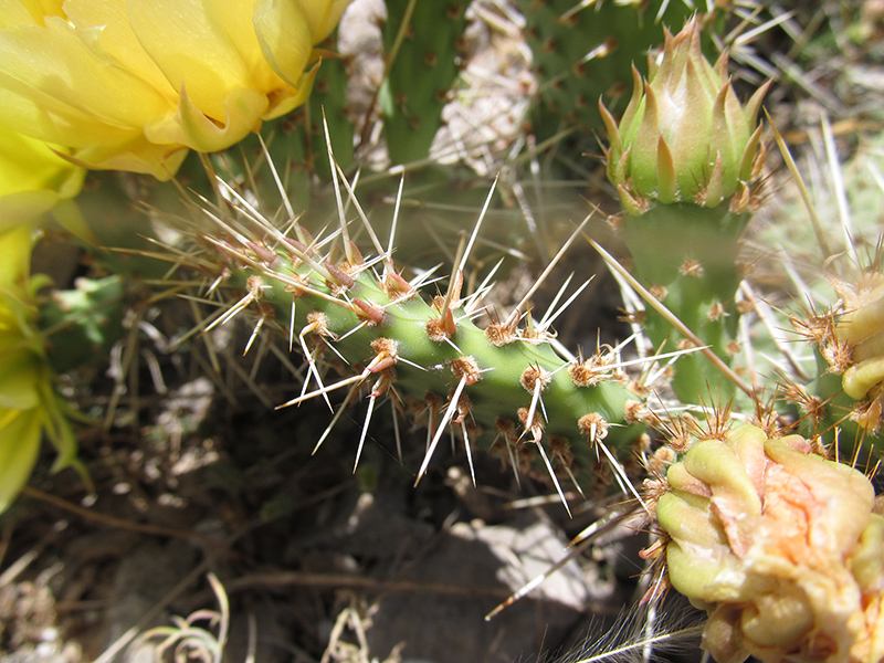 Изображение особи Opuntia phaeacantha var. camanchica.