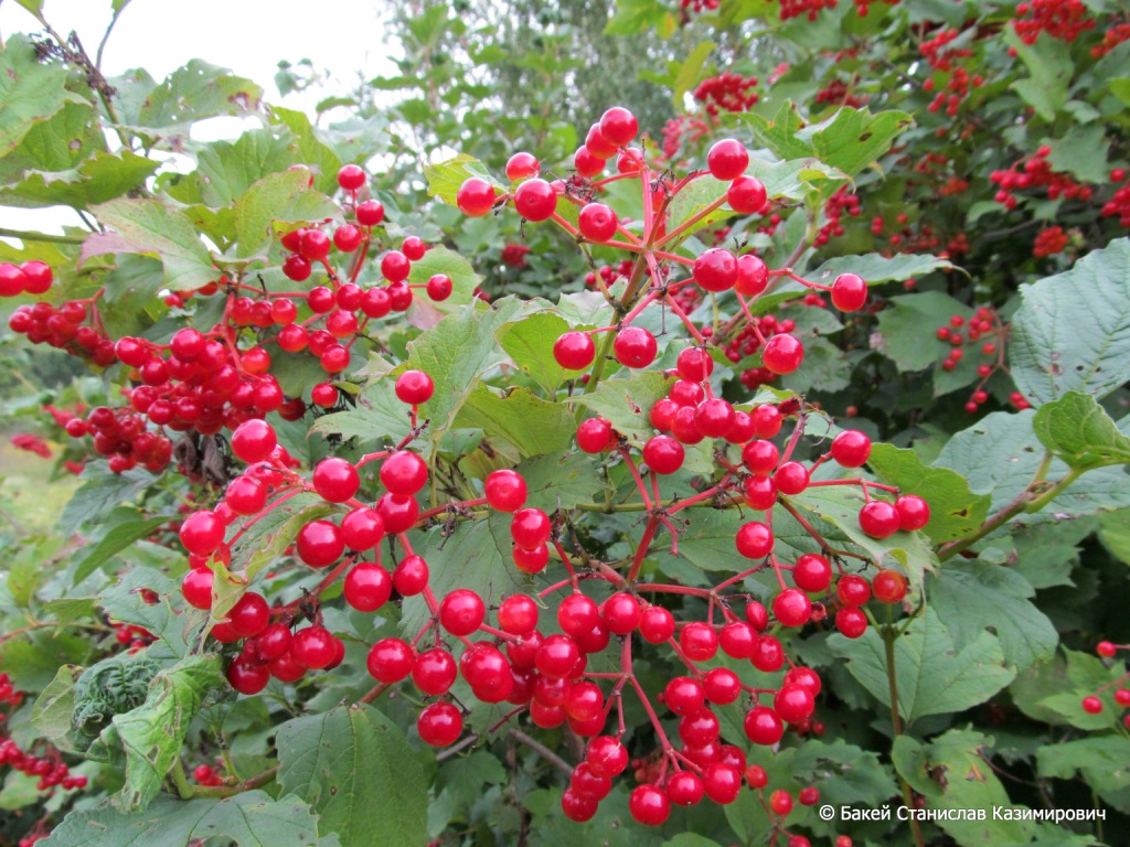 Image of Viburnum opulus specimen.