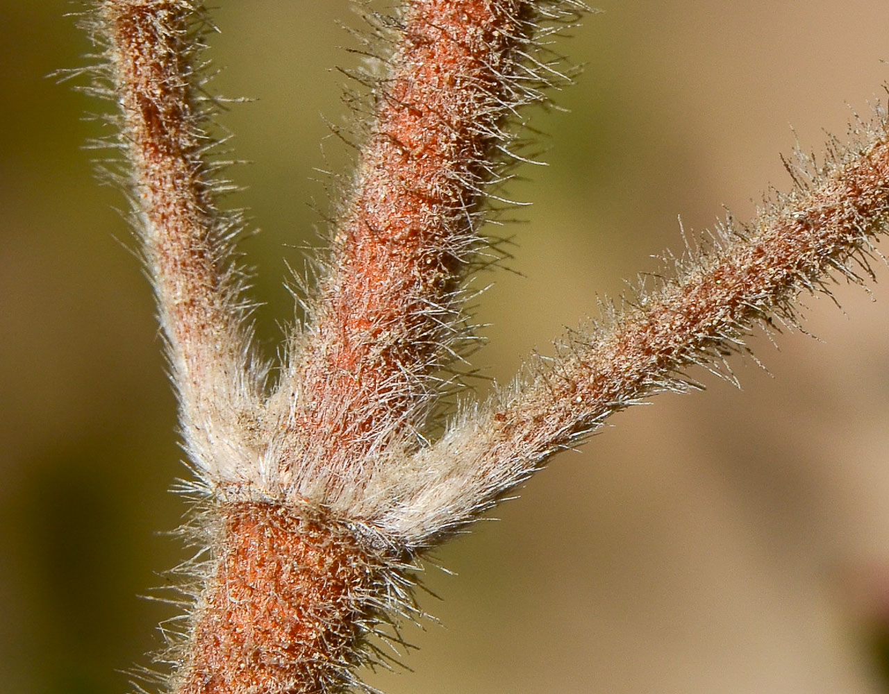 Image of Cistus creticus specimen.