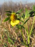 Potentilla caucasica. Верхушка побега с отцветающим цветком. Краснодарский край, Новороссийский р-н, гора Рябкова, злаково-разнотравный луг на вершине горы. 09.11.2013.