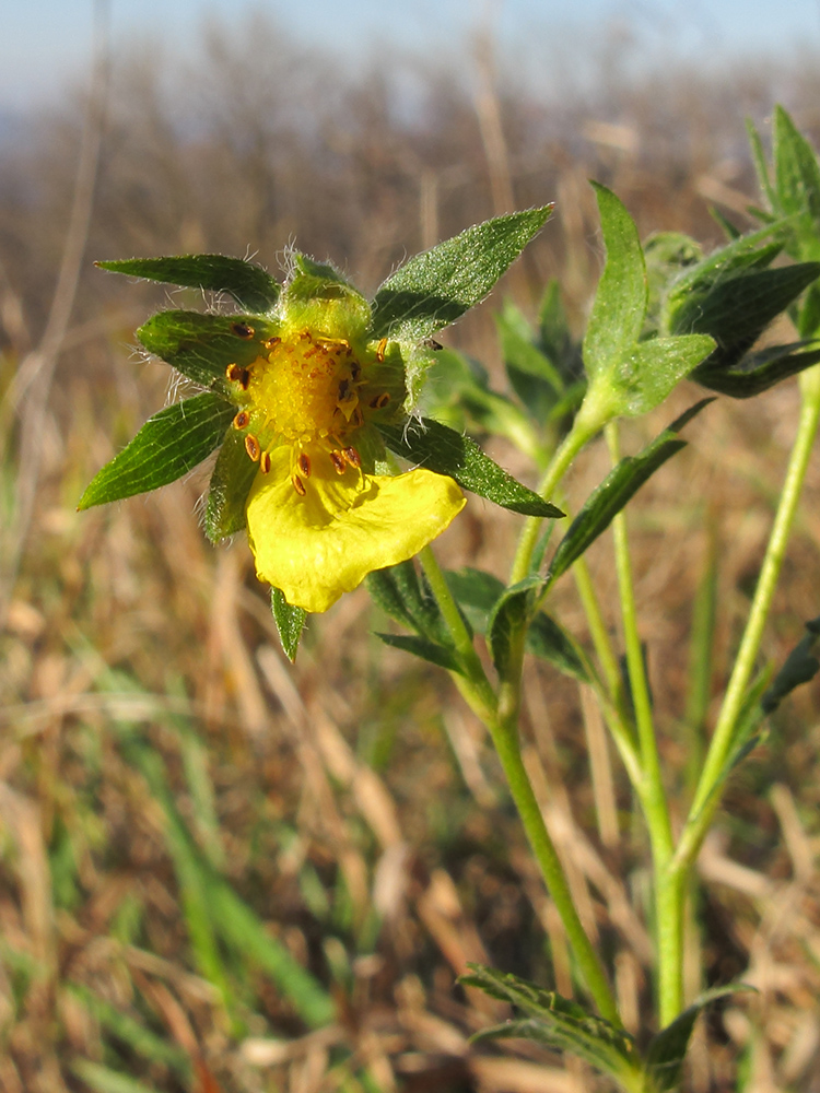 Image of Potentilla caucasica specimen.