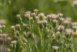 Erigeron acris. Верхушка растения с соцветиями. Ростовская обл., Мясниковский р-н, окр. пл. Мартыново, пойменный луг. 14.04.2013.