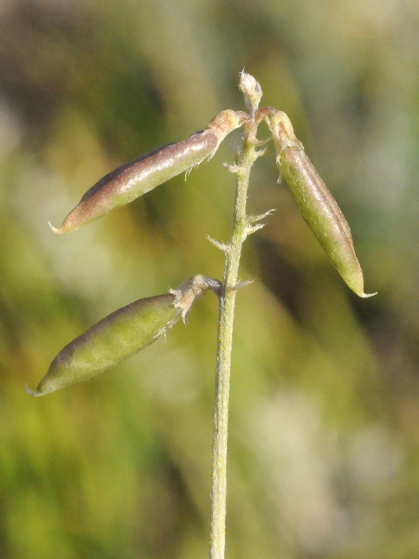 Изображение особи Oxytropis globiflora.