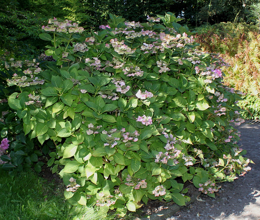 Image of Hydrangea macrophylla specimen.