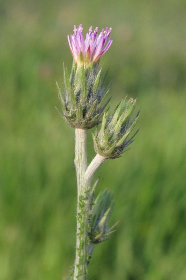 Image of Carduus cinereus specimen.