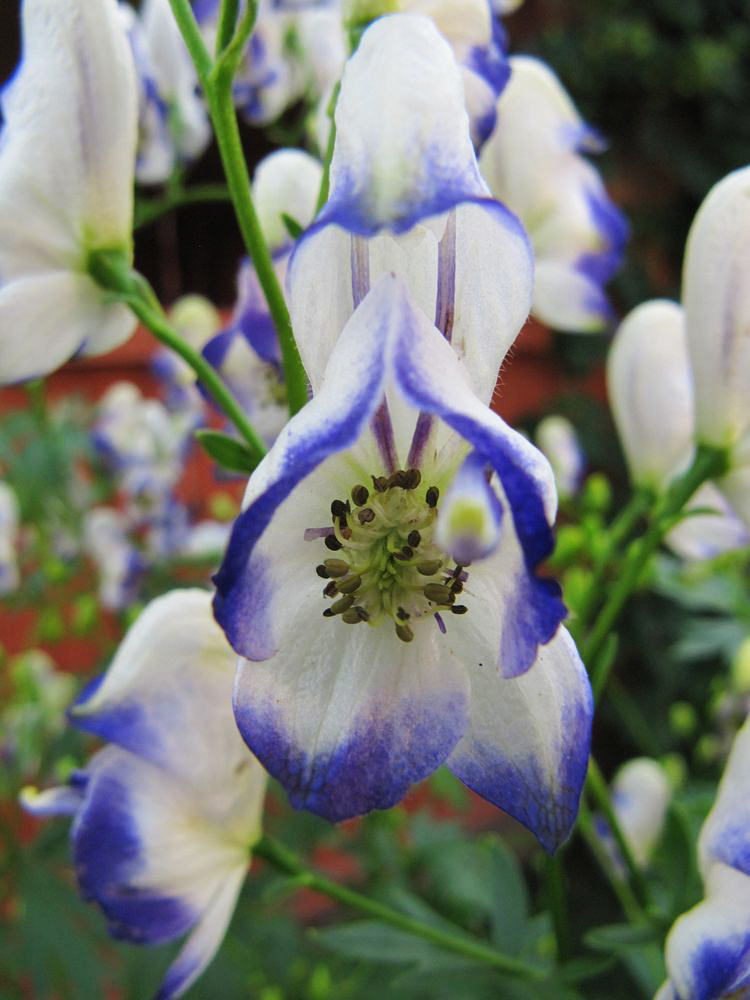 Image of Aconitum &times; stoerkianum specimen.