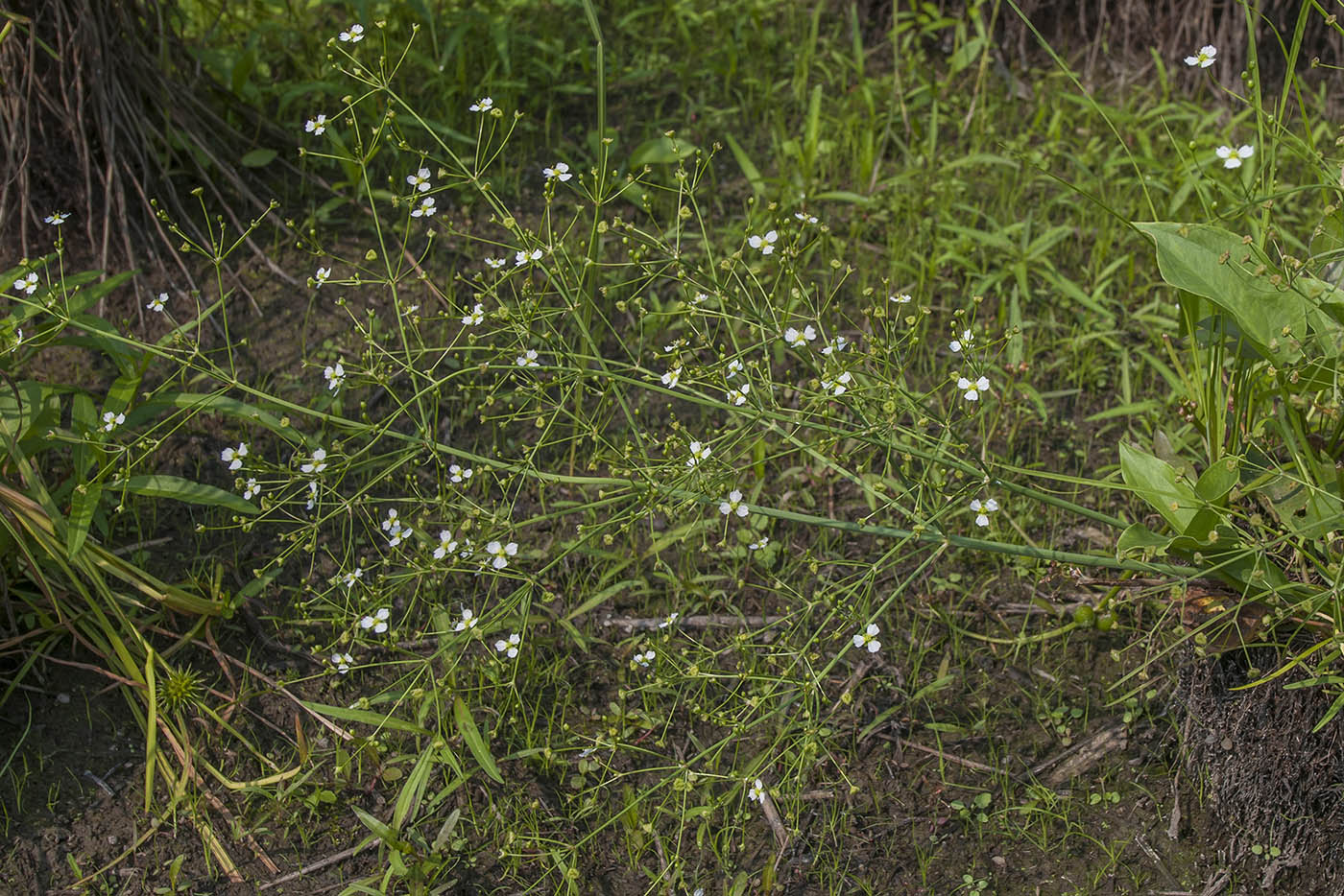 Image of Alisma plantago-aquatica specimen.