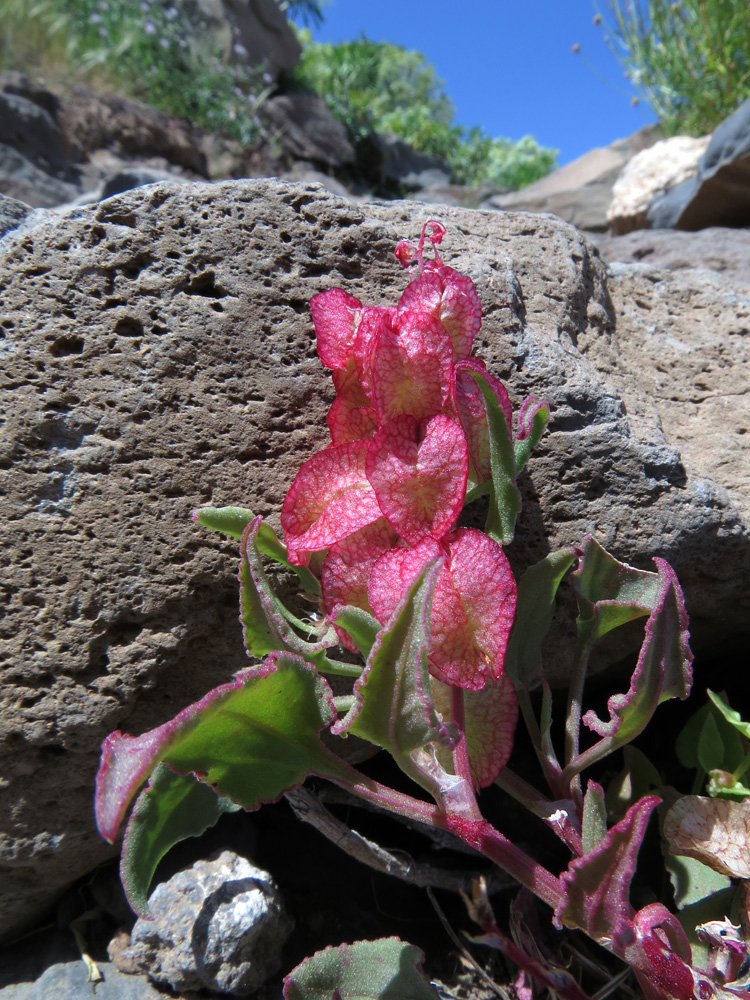 Image of Rumex vesicarius specimen.