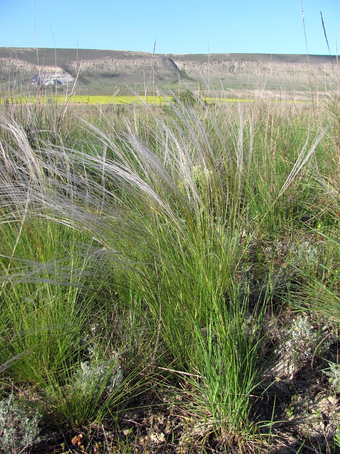 Изображение особи Stipa brauneri.