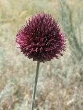 Allium sphaerocephalon