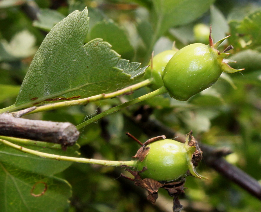 Image of Crataegus rhipidophylla specimen.