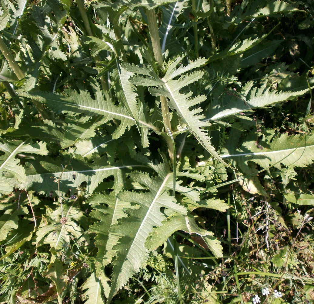 Изображение особи Dipsacus laciniatus.