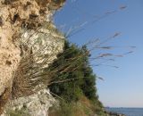 genus Festuca. Плодоносящее растение. Краснодарский край, м/о г. Геленджик, окр. пос. Кабардинка, гора Дооб, приморский склон. 23.07.2014.