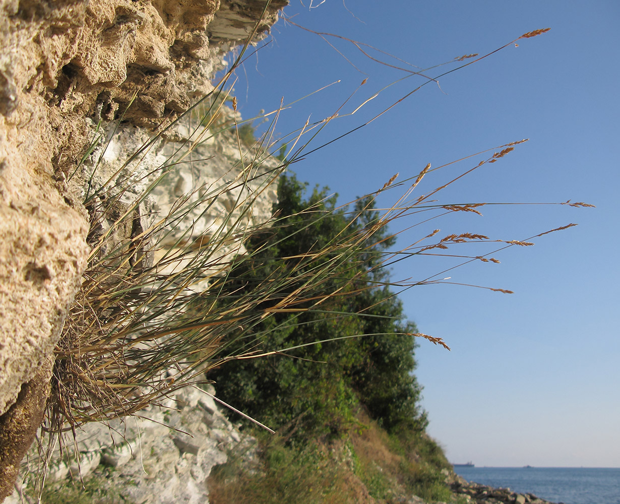 Image of genus Festuca specimen.