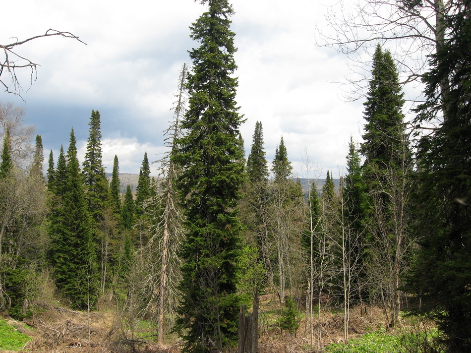 Image of Abies sibirica specimen.