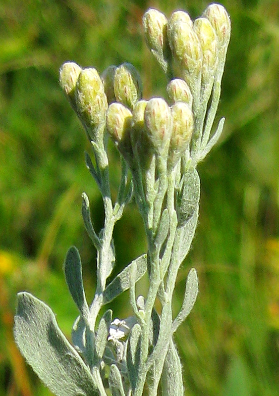 Изображение особи Galatella villosa.