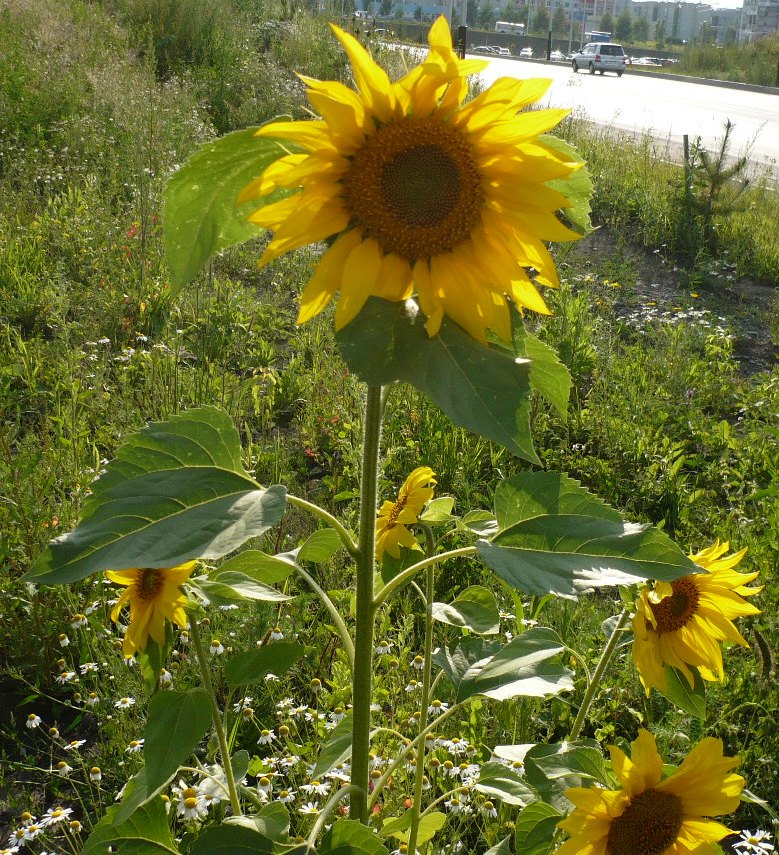 Image of Helianthus annuus specimen.