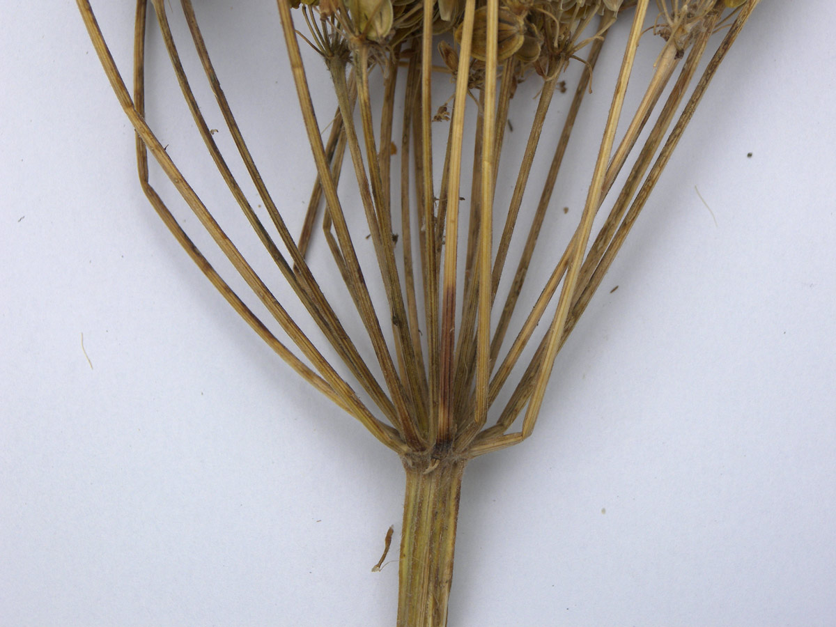 Image of Heracleum freynianum specimen.