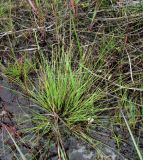 Carex glareosa