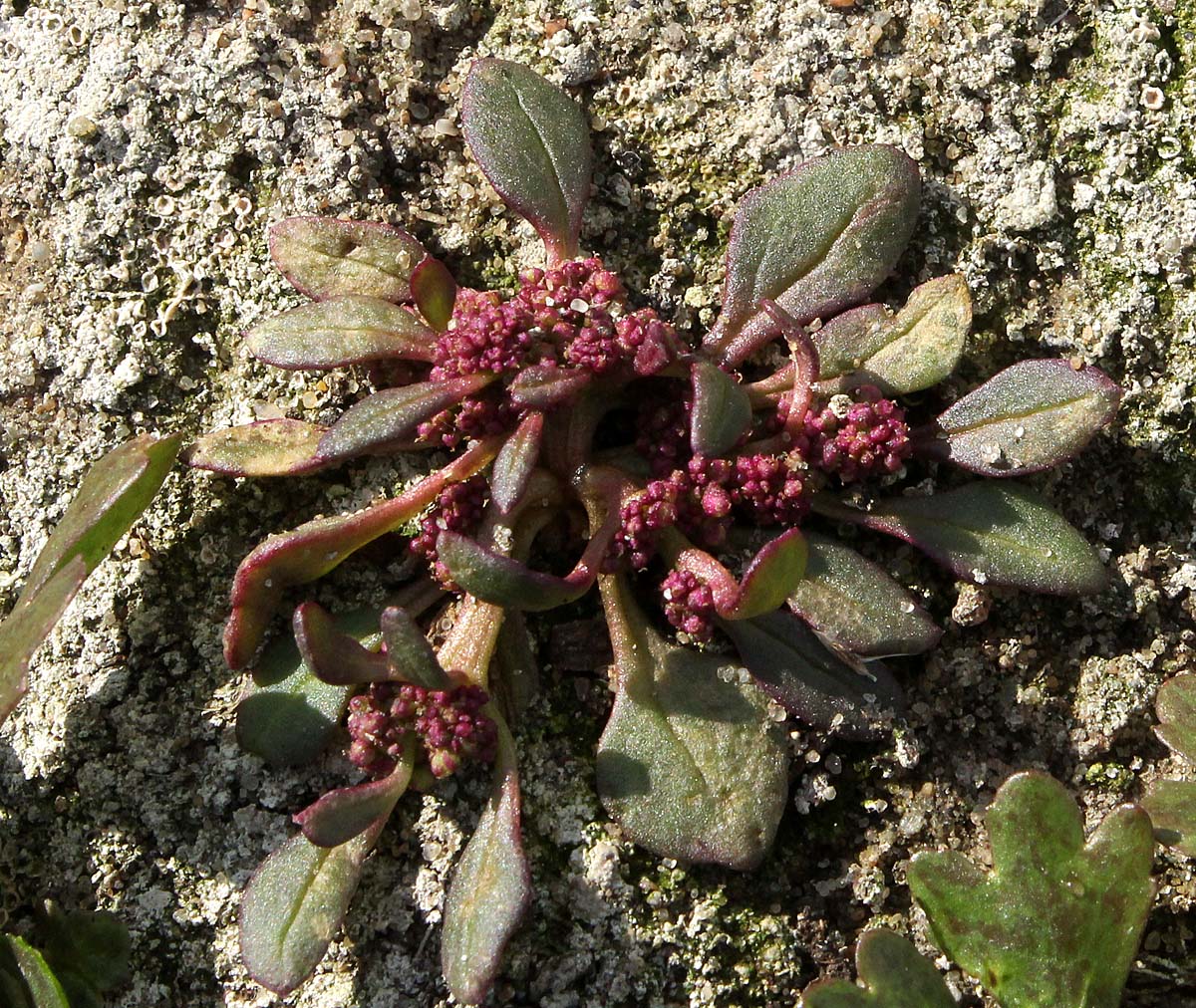 Image of Oxybasis rubra specimen.