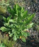 Erigeron annuus