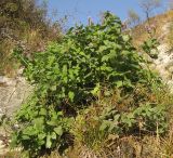 Mentha longifolia