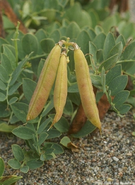 Image of Lathyrus japonicus specimen.