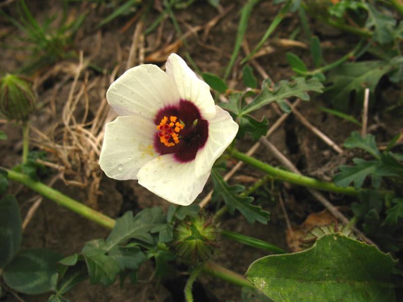 Изображение особи Hibiscus trionum.