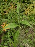 Cirsium heterophyllum. Основание стебля растения цельнолистной формы. Мурманск, берёзовое мелколесье. Конец августа 2008 г.